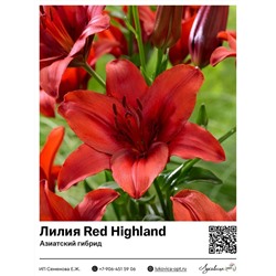 Лилия Red Highland (Азиатский гибрид)