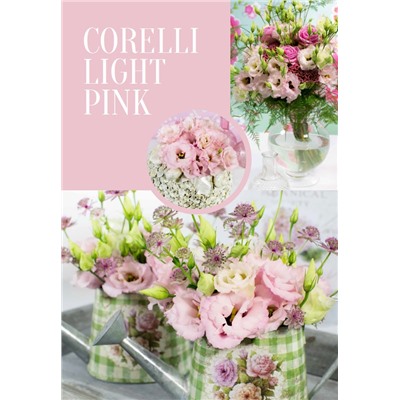 Эустома Corelli Light Pink - 5 шт