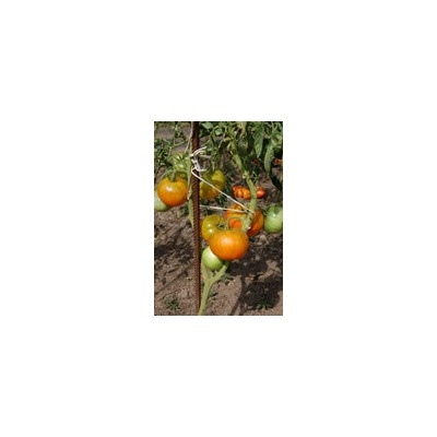 Алтайский оранжевый