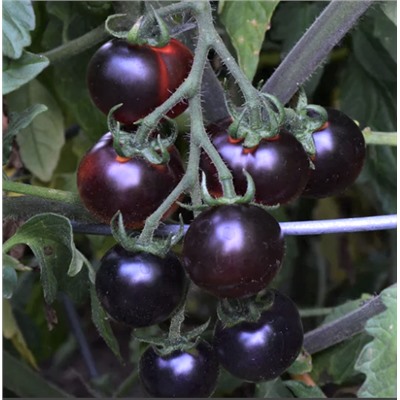 Томат Черника (Blueberry Tomato) , США, 5 семян