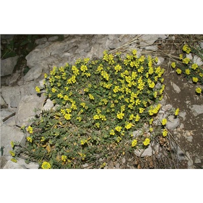 Алиссум скальный- золотистый (около 300 семян).