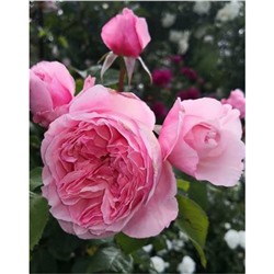 Роза Роуз Лайт / Rosa Rose Light (шраб)