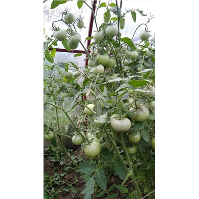 Томат "Супер-томат Сараева" (10 семян).