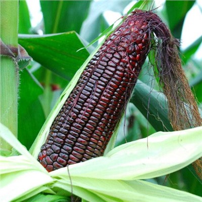 Кукуруза сахарная Red Skarlett,  ( Канада), 5 семян
