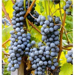 Виноград Зилга (Код: 85472)