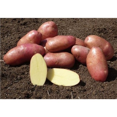 Картофель семенной Ред Скарлет элита (4 кг) (Код: 89052)