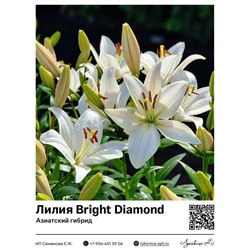 Лилия Bright Diamond (Азиатский гибрид)