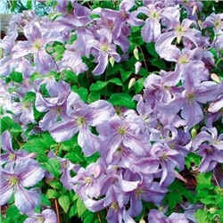 Клематис фиолетовый Эмилия Платер(Clem viticella Emilia Plater)