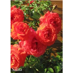 Роза Салита / Rose Salita (плет.)