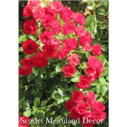 Роза Скарлет Мейдиланд Декор / Rose Scarlet Meidiland Décor (почв.)