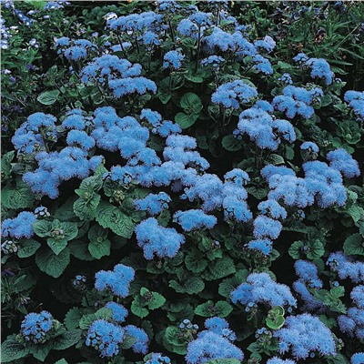 Агератум "Blue Ball" (около 300 семян).