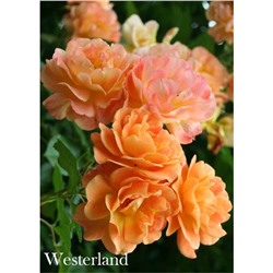 Роза Вестерланд / Rosa Westerland (шраб)
