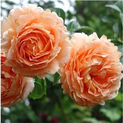 Роза Полька / Rose Polka (плет.)