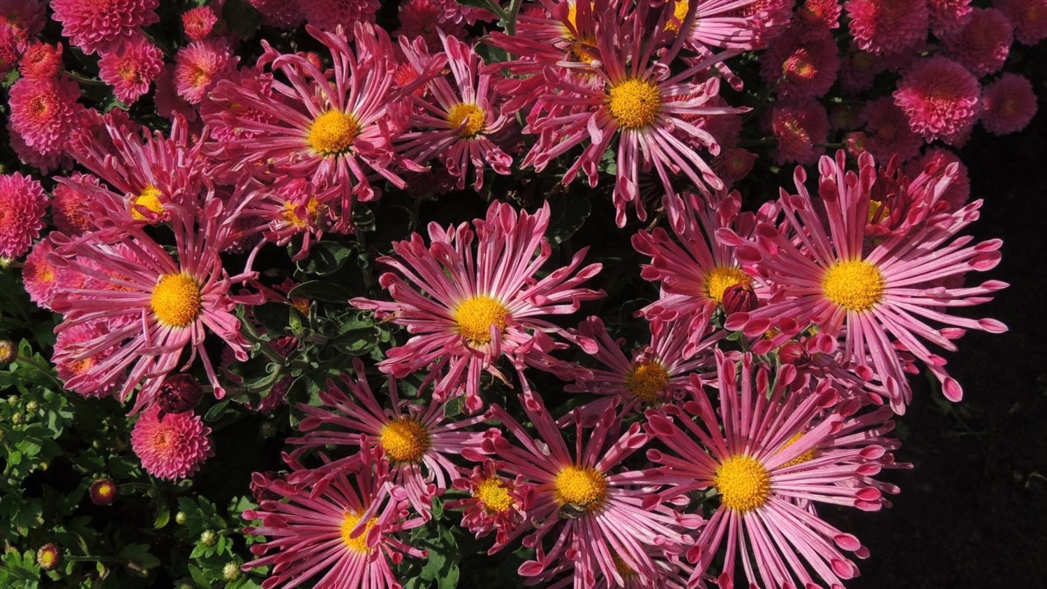 Карликовость хризантем – Chrysanthemum