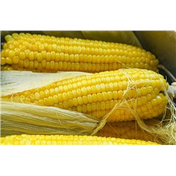 Кукуруза сахарная , Дважды-Золотая 5 семян