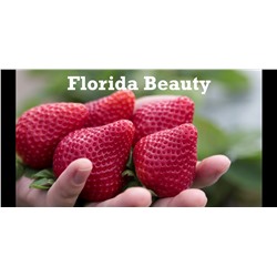 Земляника Флорида Бьюти №70 (Florida Beauty, ремонтантный)