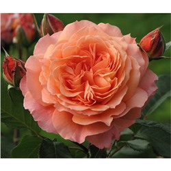 Роза Салмон / Rosa Salmon (шраб)