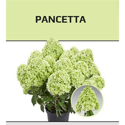 Гортензия метельчатая Pancetta