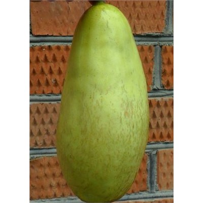 Огурдыня  Green Giant Mango