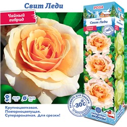 Роза Свит Леди (Чайно-гибридная) 1шт (Сиб сад)