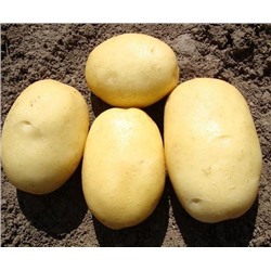 Картофель семенной Вега элита (4 кг) (Код: 89051)