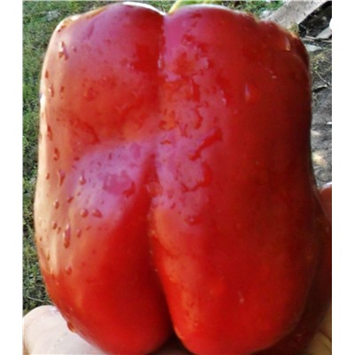 Перец сладкий  Гигантский Красный Озарк (Ozark Giant Red), США, 5 семян