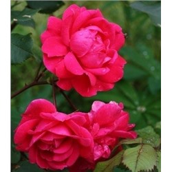 Роза канадская Alexander MacKenzie (корнесобств., шраб)