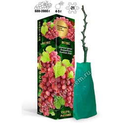Виноград киш-миш Велес (сверхран, роз, овал, 4-5г, 600-2000г)