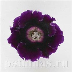 Глоксиния Empress Purple - 5 шт