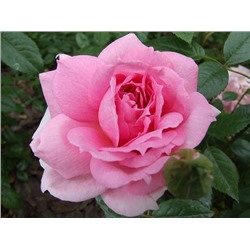 Роза канадская Lambert Closse (корнесобств., шраб)