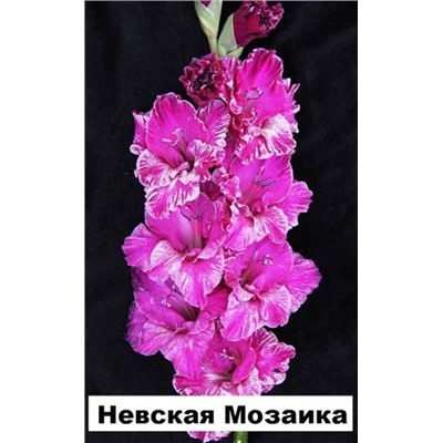 Гладиолус Невская Мозаика (Код: 76540)