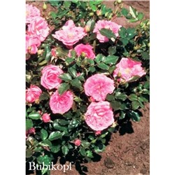 Роза Бубикопф / Rose Bubikopf (мини.)