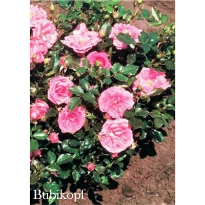 Роза Бубикопф / Rose Bubikopf (мини.)