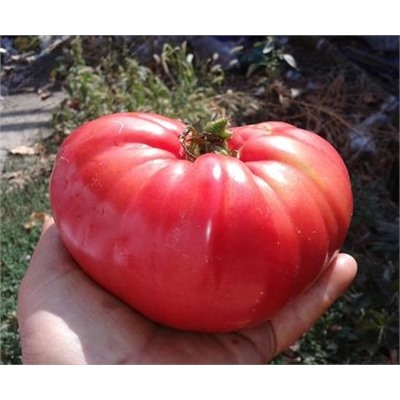 Томат Большой  Красный Шейкер (Shaker’s Large Pink) США, Великобритания, 5 семян