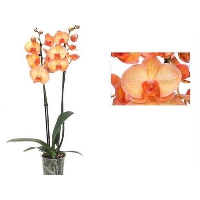 Орхидея Фален. оранжевый 2 ст d12 h80 12шт