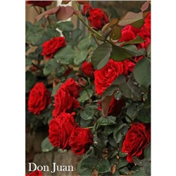 Роза Дон Жуан / Rose Don Juan (плет.)