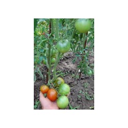 Баклажан помидор