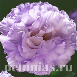 Эустома Corelli Lavender - 5 шт