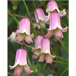 Клематис Fay (150-200см, цветок 4-5 см, 3 группа)