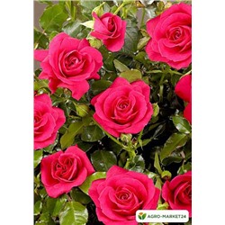 Роза малиново-розовая "Мирабель"