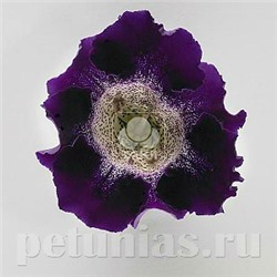 Глоксиния Empress Purple Spotted Throat - 5 шт