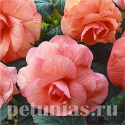 Бегония AmeriHybrid Roseform Peach - 5 шт