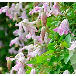Клематис Fairy Bells (200-250см, цветок 5-6 см, 3 группа)