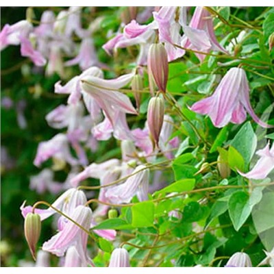 Клематис Fairy Bells (200-250см, цветок 5-6 см, 3 группа)