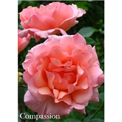 Роза Компашен / Rose Compassion (плет.)
