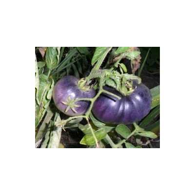 Томат Синий (OSU Blue) США, 5 семян