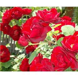 Роза канадская Cuthbert Grant (корнесобств., гибрид Suffulta)