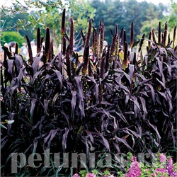 Пеннисетум Ornamental Millet Purple Magesty - 3 шт