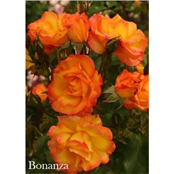 Роза Бонанза / Rosa Bonanza (шраб)