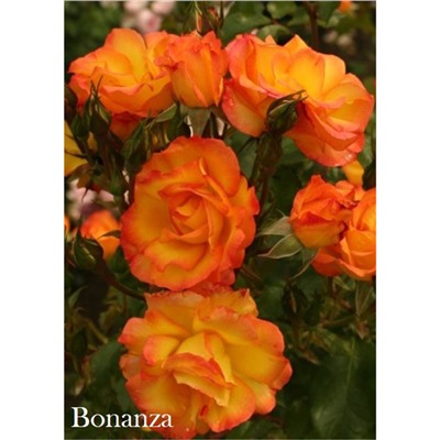 Роза Бонанза / Rosa Bonanza (шраб)